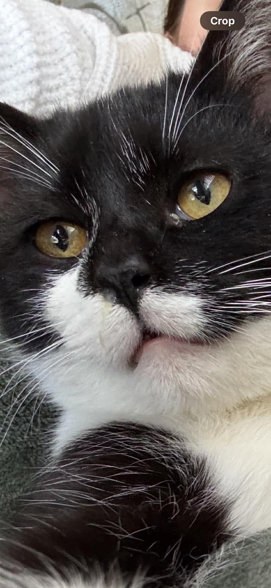 Enlarge HARLEY 2, an adopted Domestic Short Hair in Tillsonburg, ON image 5/5