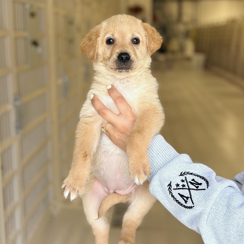 Marley, adopted, Puppy Female Golden Retriever.