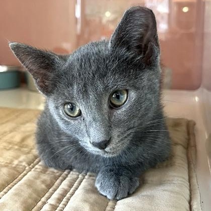 CARRIE, an adopted Domestic Short Hair in Fernandina Beach, FL image 2/2