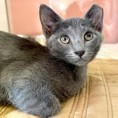 CARRIE, an adopted Domestic Short Hair in Fernandina Beach, FL image 1/2