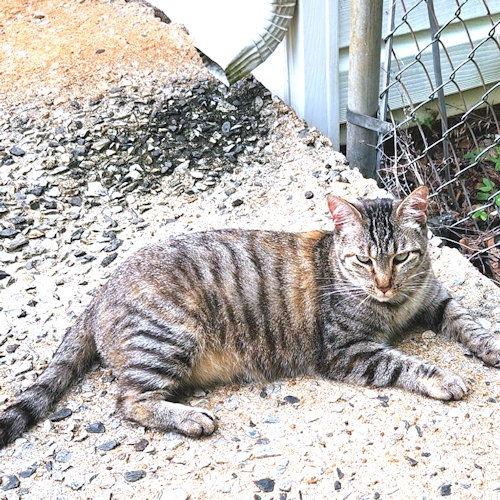 Hayley, a Adoptable Torbie in Rutherfordton, NC image 2/2