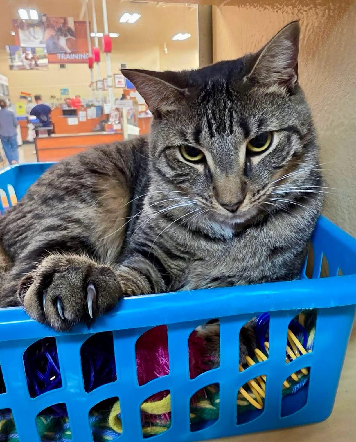 Enlarge Oatmeal, a Adoptable Domestic Short Hair in Fishkill, NY image 1/3