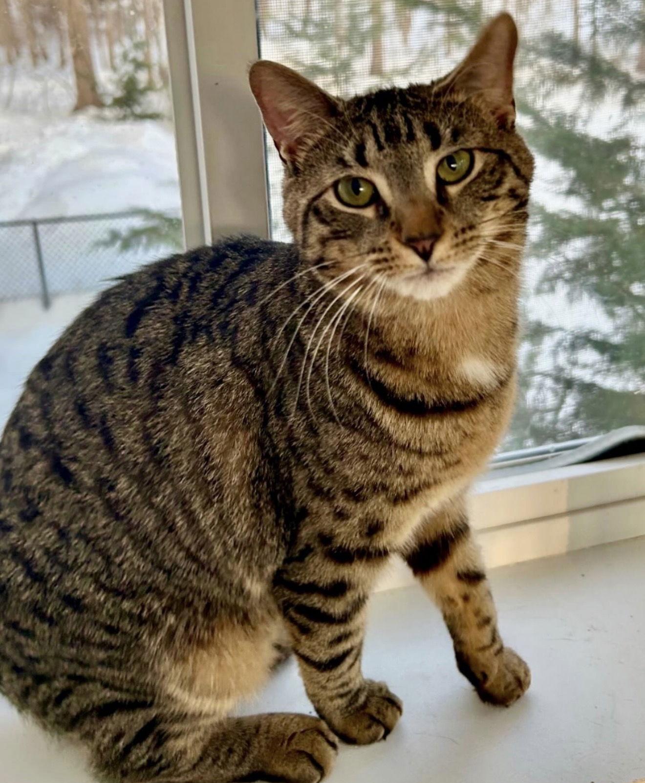 Enlarge Oatmeal, a Adoptable Domestic Short Hair in Fishkill, NY image 1/2