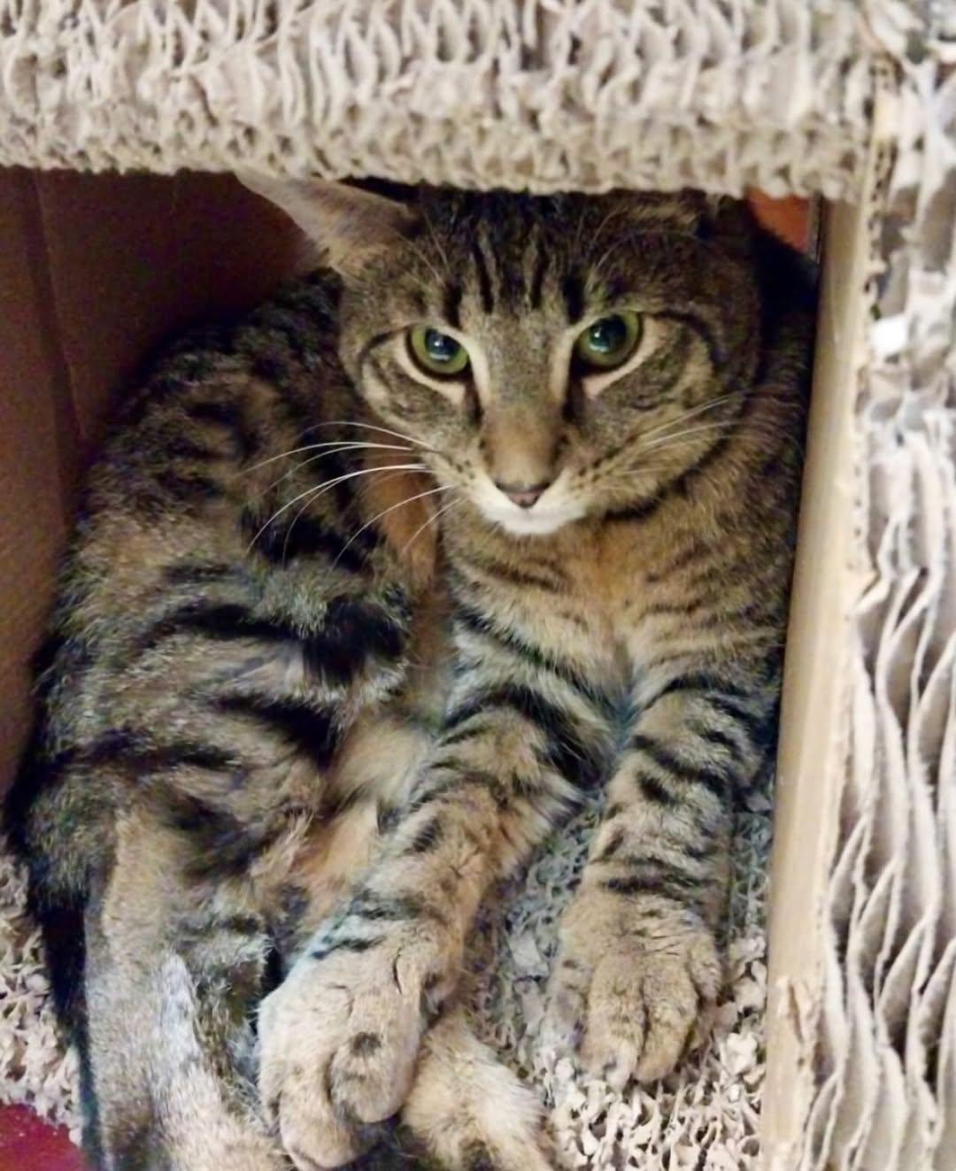 Enlarge Oatmeal, a Adoptable Domestic Short Hair in Fishkill, NY image 2/3