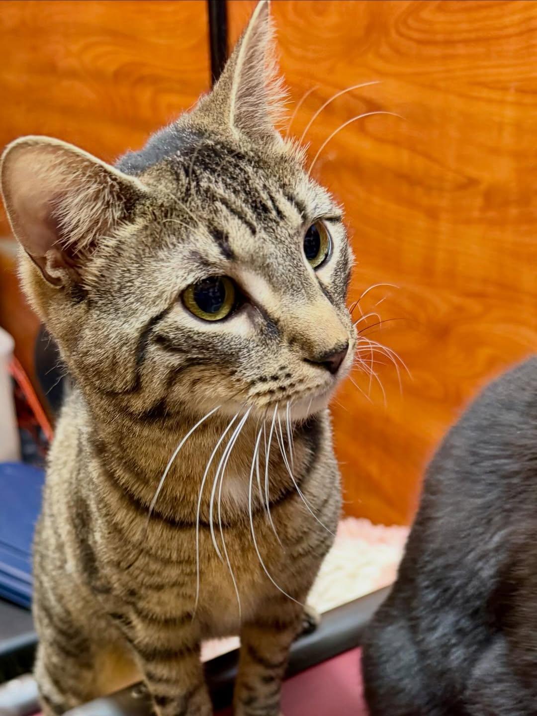 Enlarge Oatmeal, a Adoptable Domestic Short Hair in Fishkill, NY image 3/3