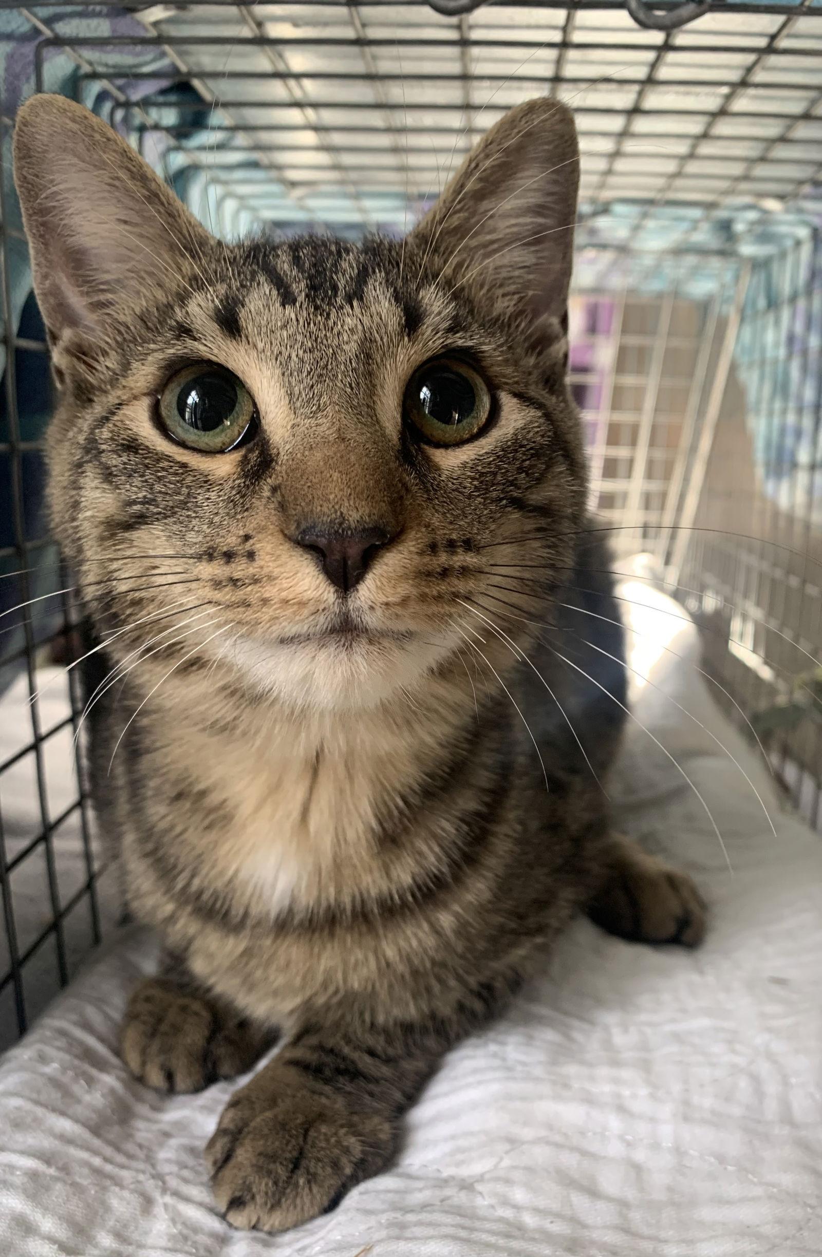 Enlarge Oatmeal, a Adoptable Domestic Short Hair in Fishkill, NY image 2/2