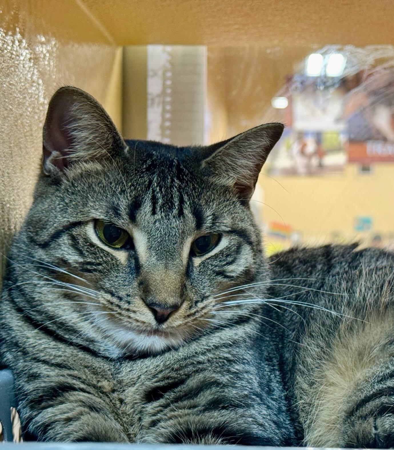 Enlarge Oatmeal, a Adoptable Domestic Short Hair in Fishkill, NY image 3/3