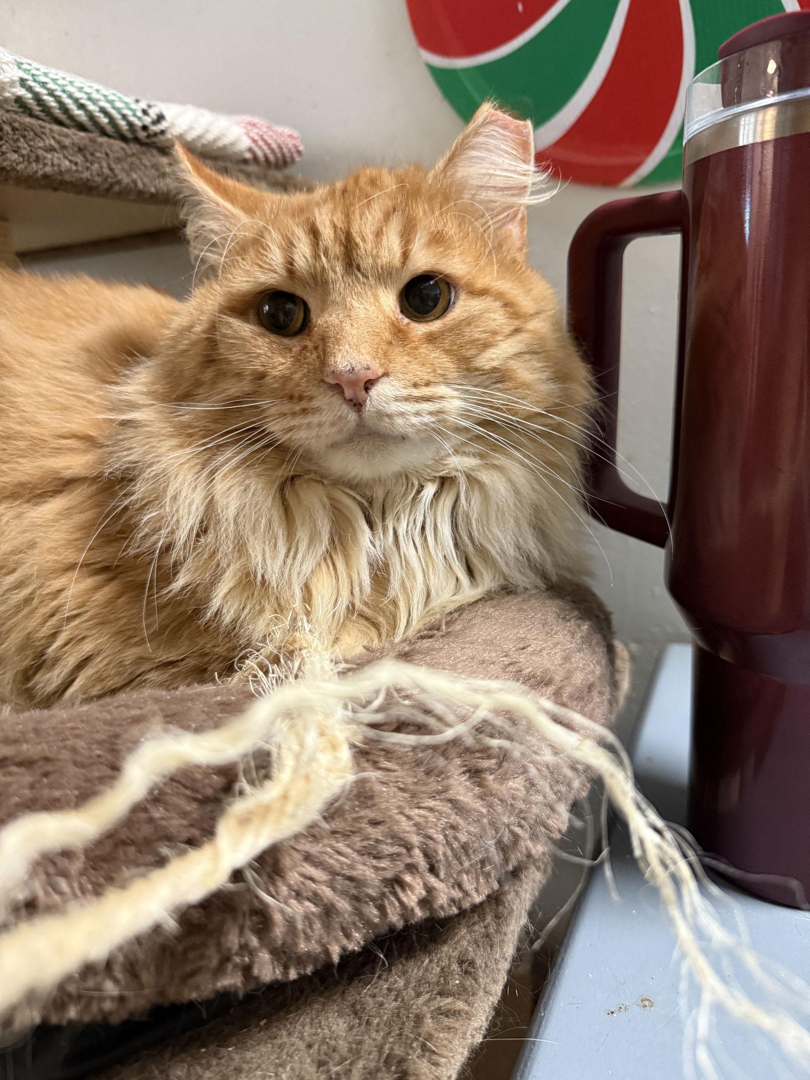 Fuzz Lightyear thumbnail 3