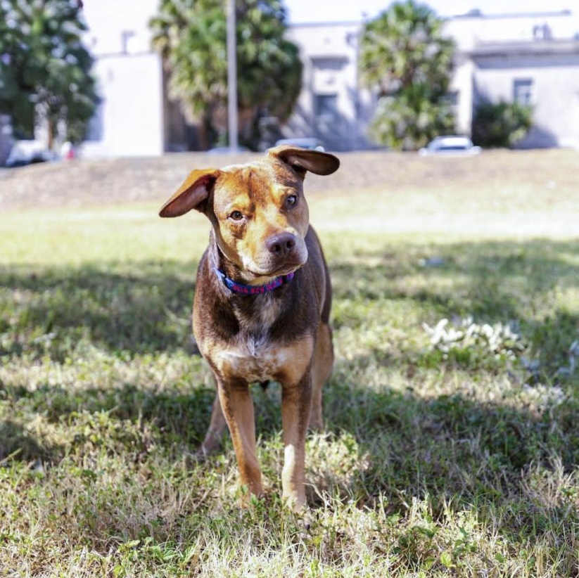 Enlarge Boston, a Adoptable mixed breed in Columbia, CT image 6/6