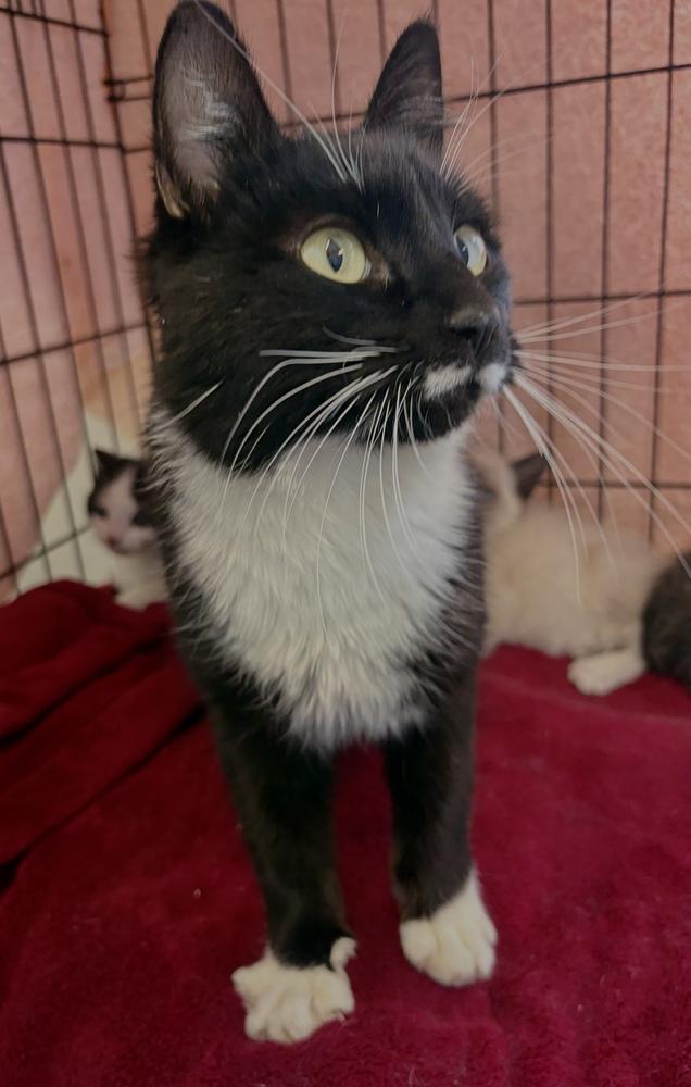 Brook, Adoptable, Adult Female Domestic Short Hair.