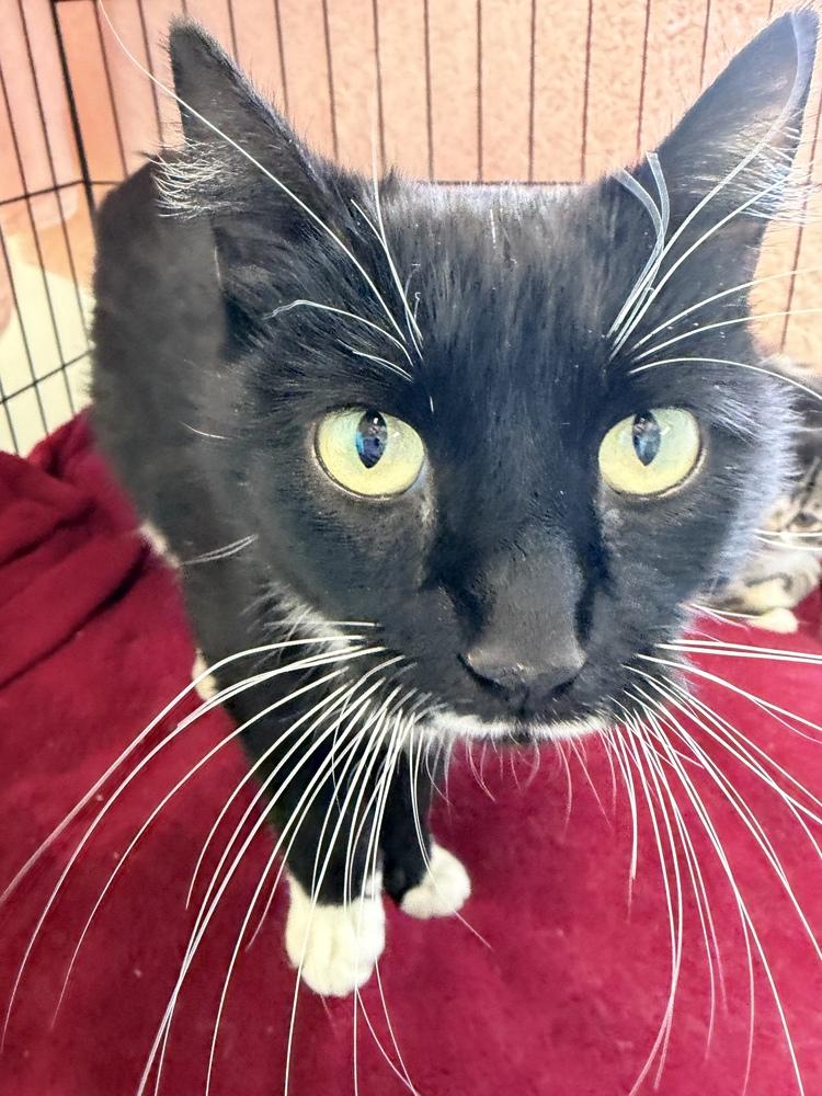 Enlarge Brook, a Adoptable mixed breed in Challis, ID image 2/5