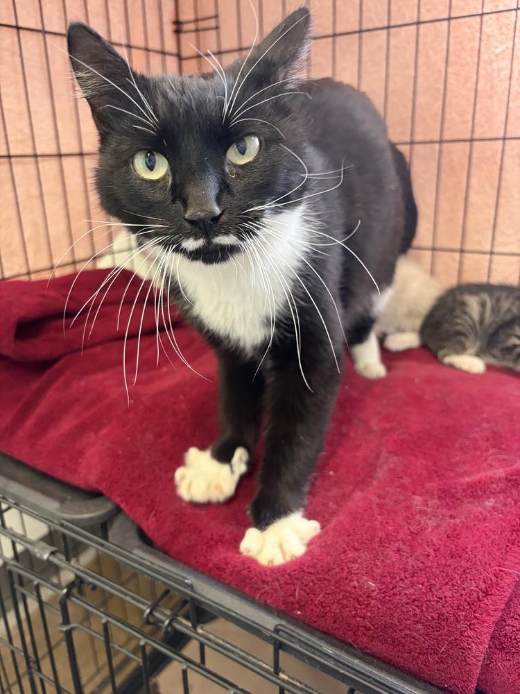 Enlarge Brook, a Adoptable mixed breed in Challis, ID image 3/5