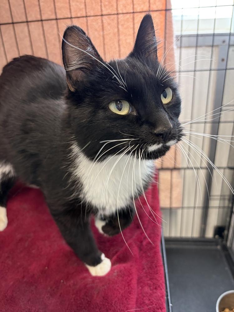 Enlarge Brook, a Adoptable mixed breed in Challis, ID image 4/5