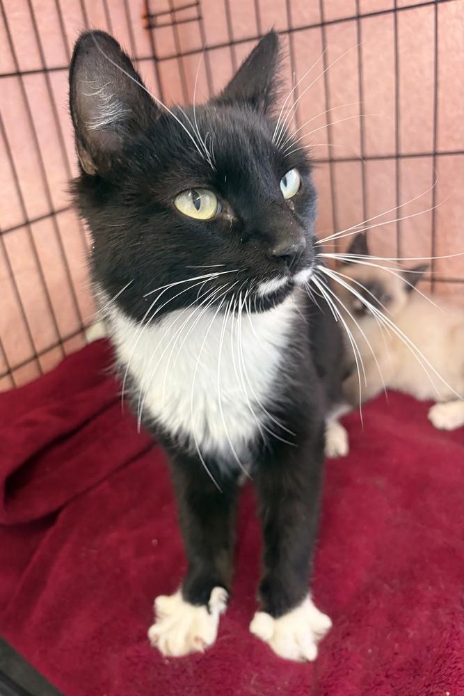 Enlarge Brook, a Adoptable mixed breed in Challis, ID image 5/5