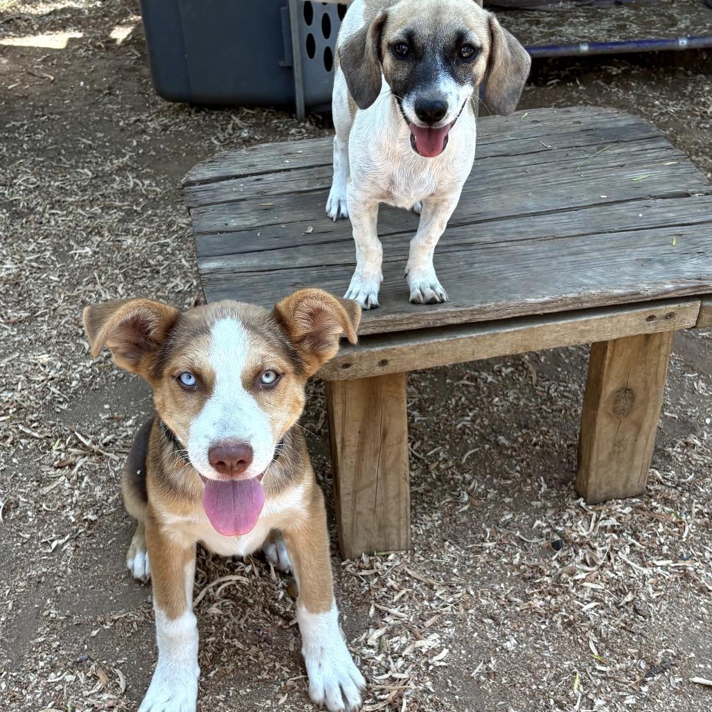 Brooke, Adoptable, Puppy Female Shepherd.
