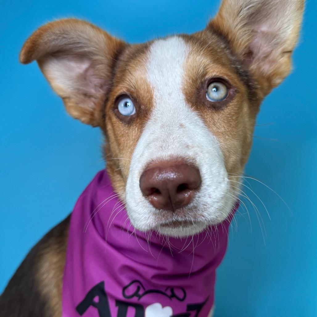 Enlarge Brooke, a Adoptable Shepherd in San Antonio, TX image 2/6
