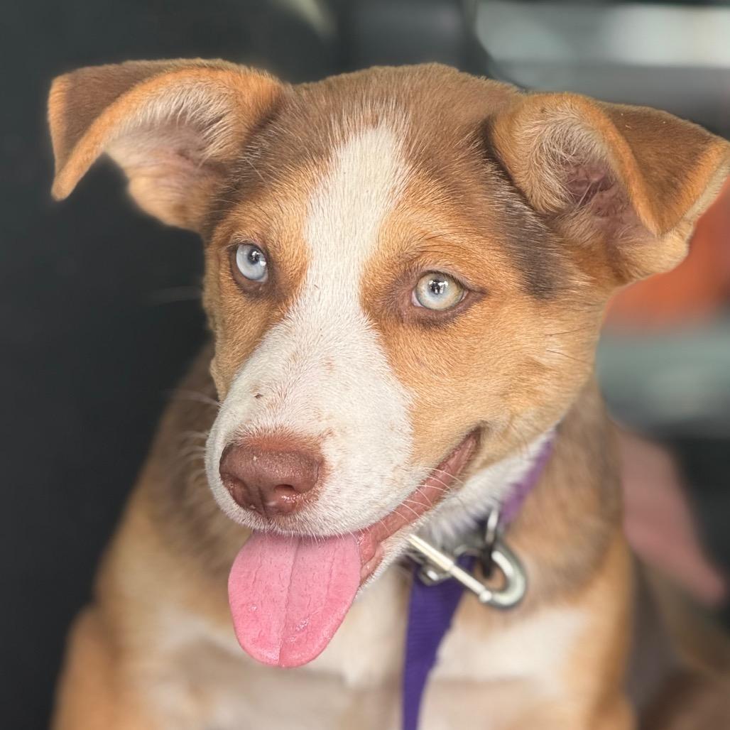 Enlarge Brooke, a Adoptable Shepherd in San Antonio, TX image 3/6