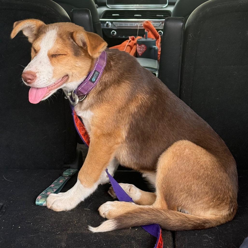 Enlarge Brooke, a Adoptable Shepherd in San Antonio, TX image 4/6