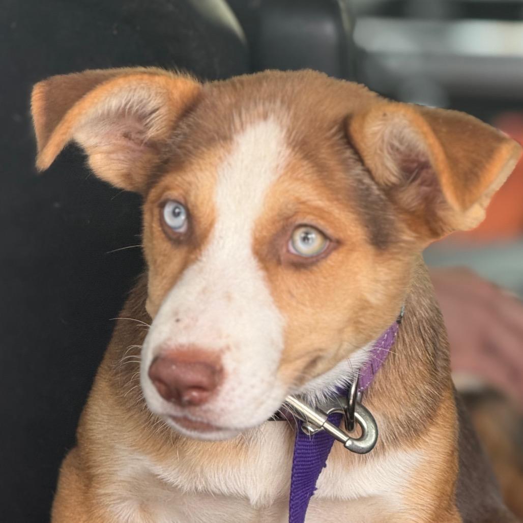 Enlarge Brooke, a Adoptable Shepherd in San Antonio, TX image 5/6