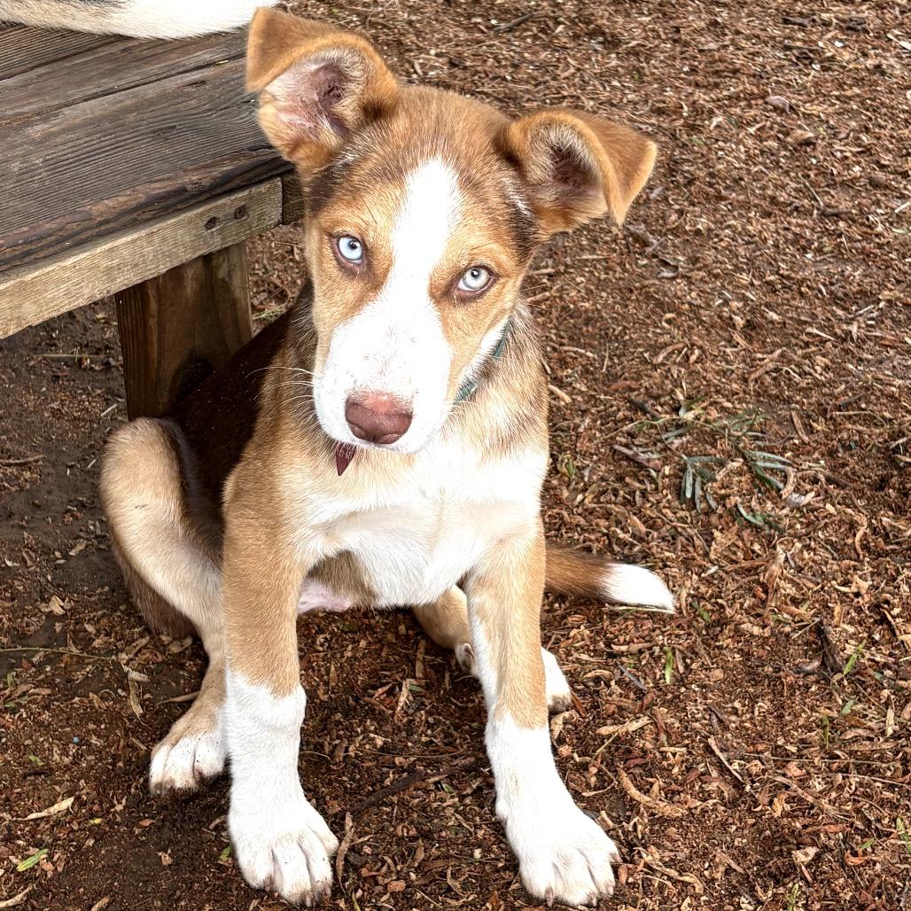 Enlarge Brooke, a Adoptable Shepherd in San Antonio, TX image 6/6