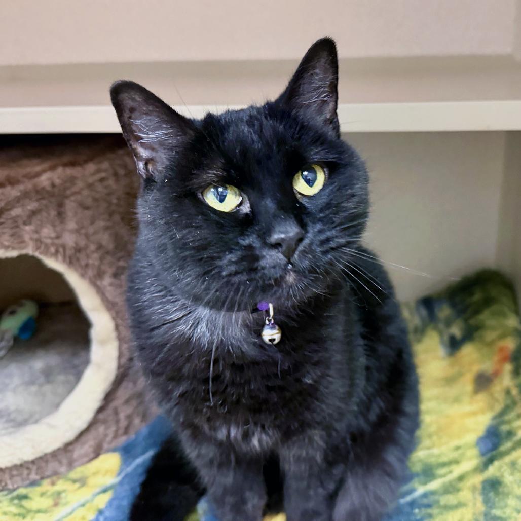 Enlarge Luna, a Adoptable Domestic Short Hair in Pagosa Springs, CO image 1/1