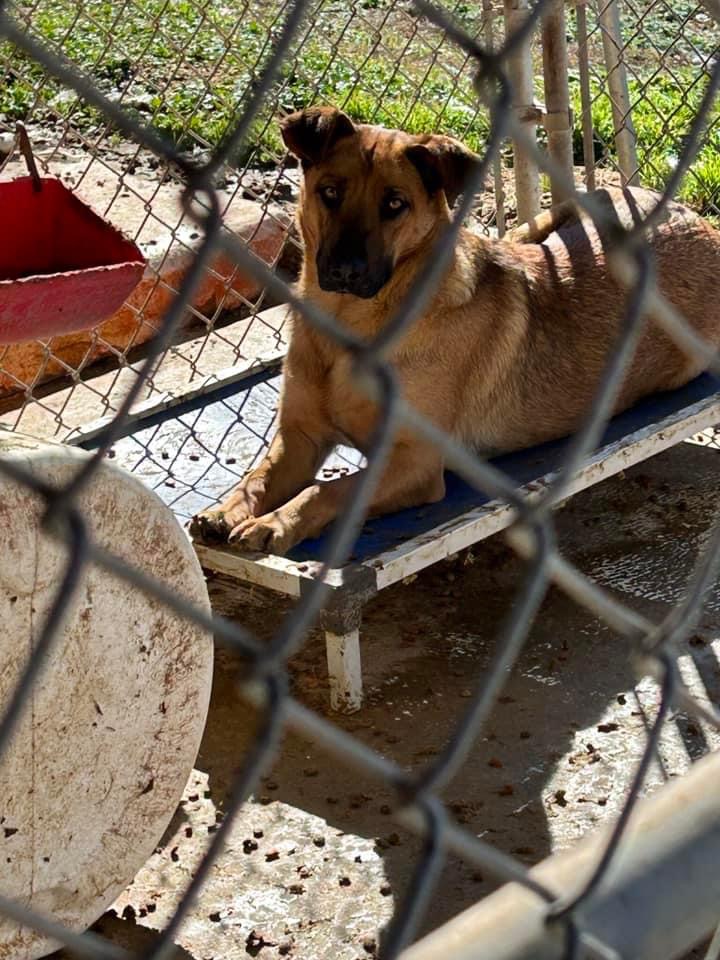 Duchess, Adoptable, Adult Female Shepherd.