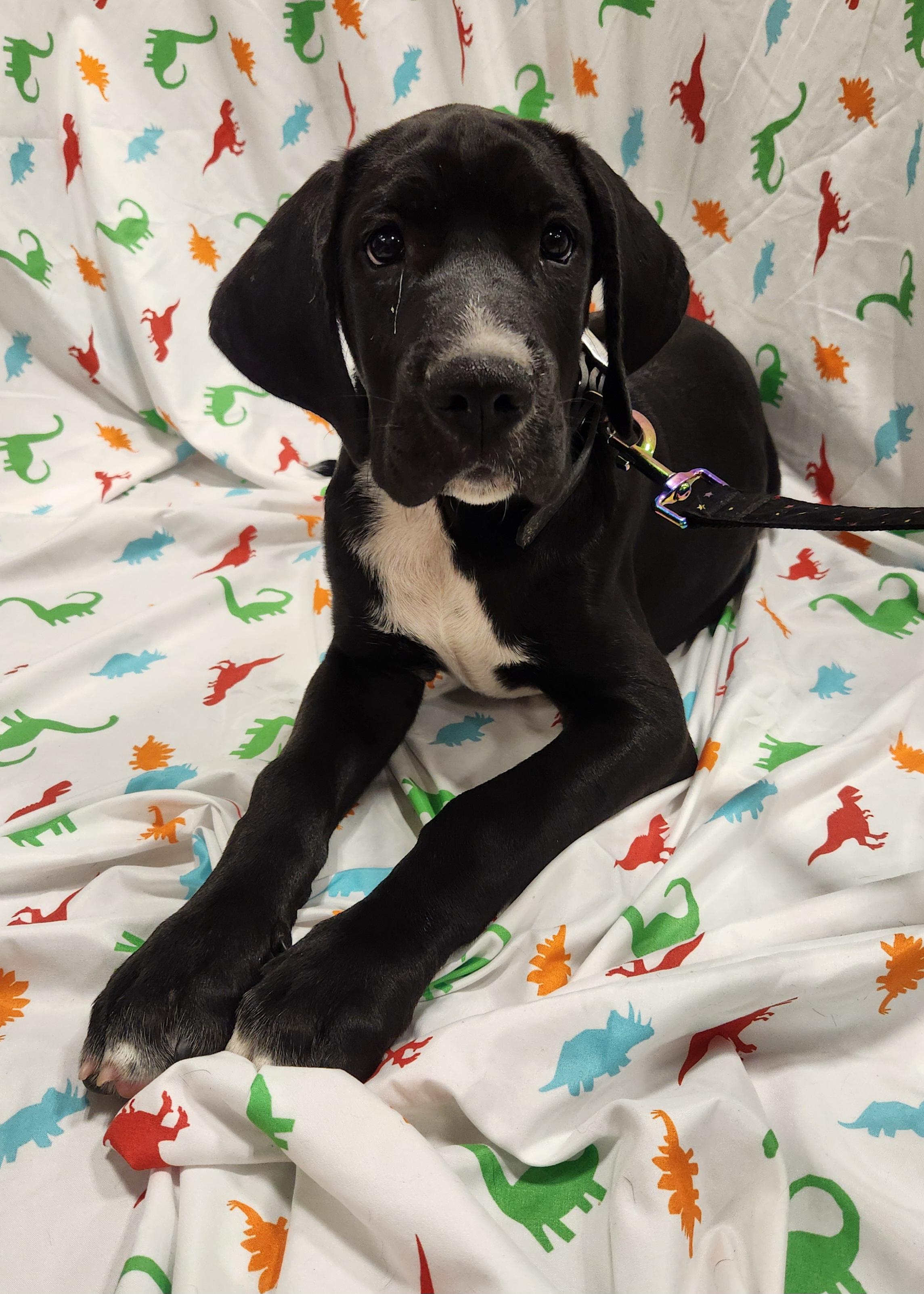 Enlarge Houndour , an adopted mixed breed in Baton Rouge, LA image 2/4