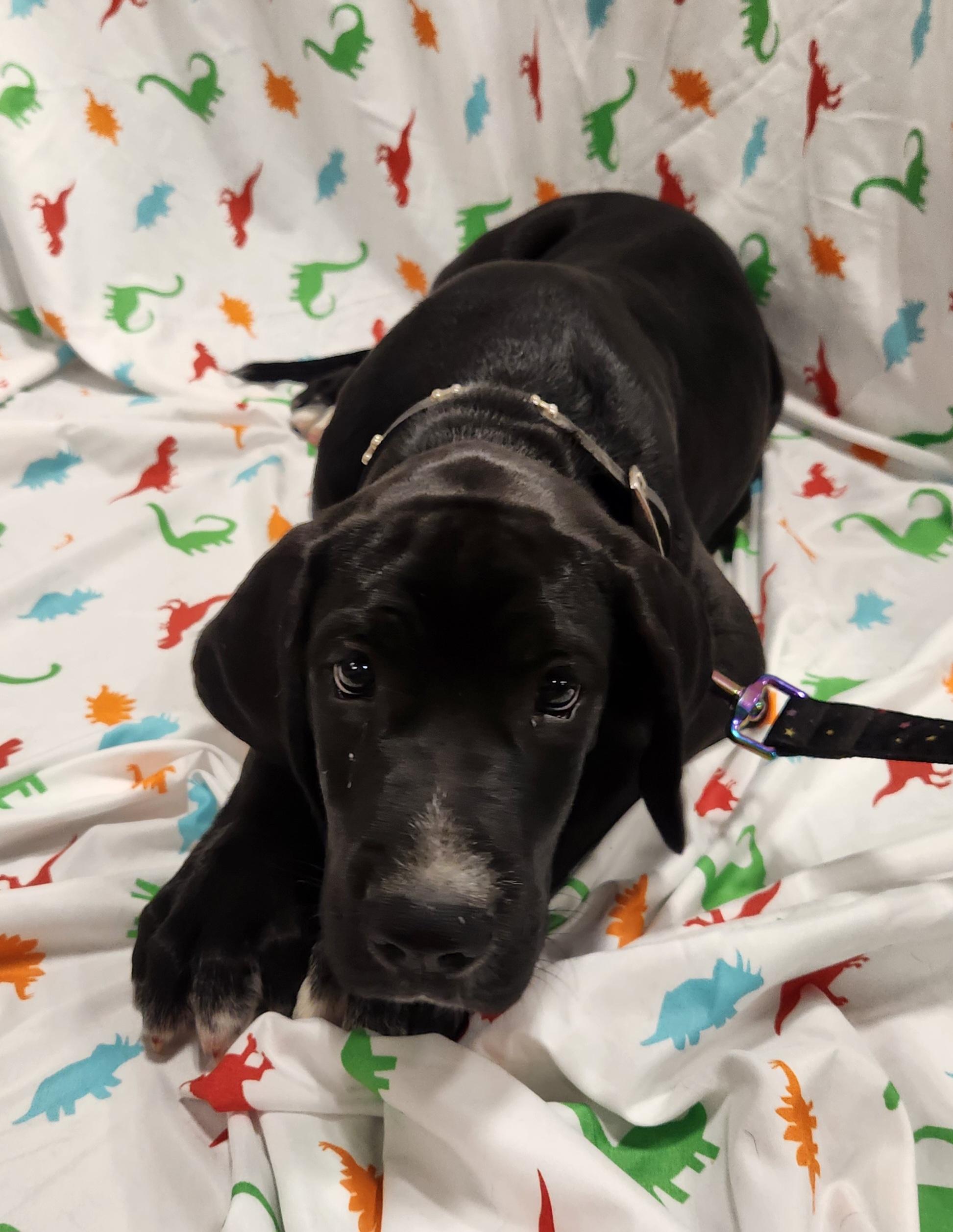 Enlarge Houndour , an adopted mixed breed in Baton Rouge, LA image 3/4