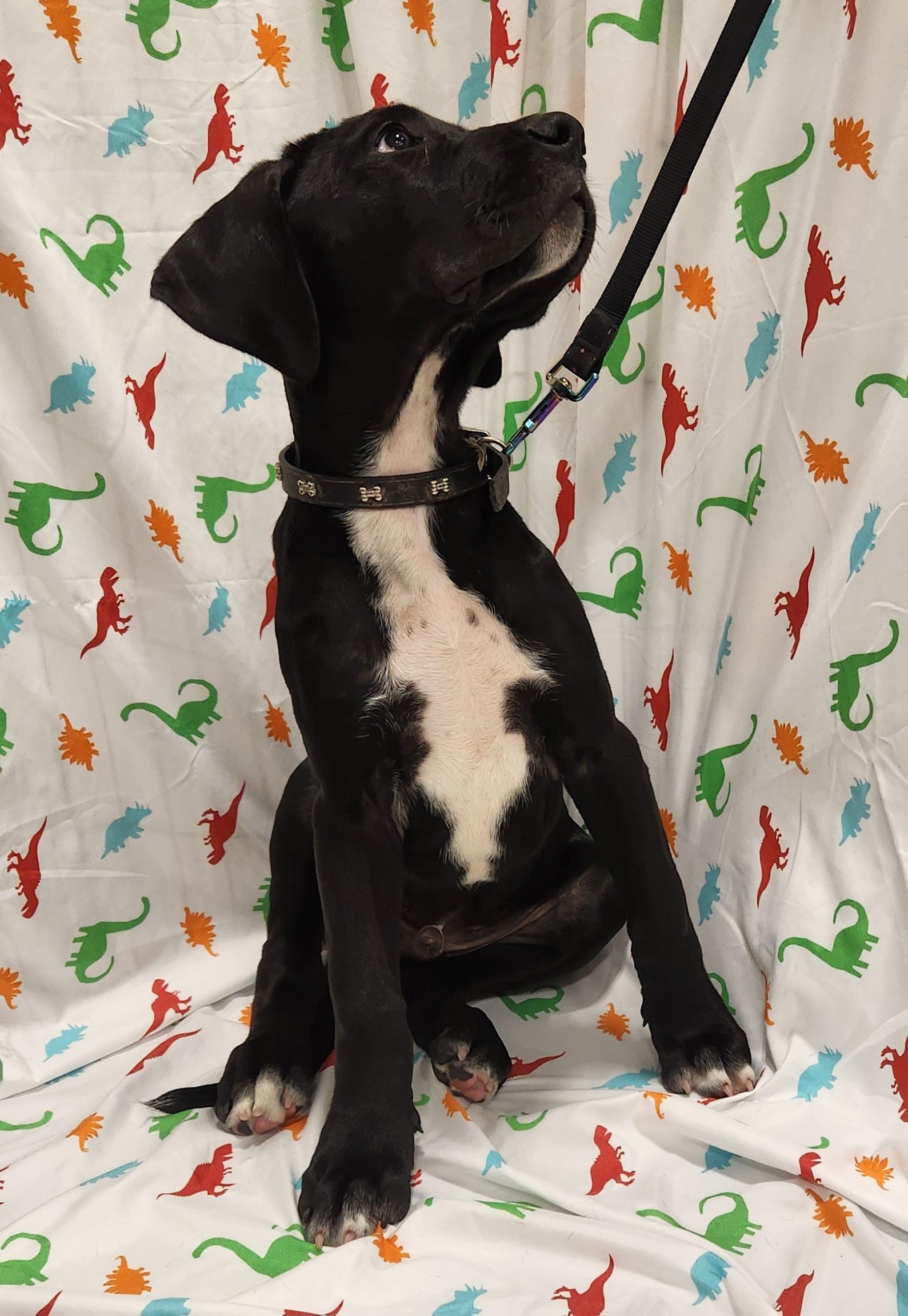 Enlarge Houndour , an adopted mixed breed in Baton Rouge, LA image 1/4