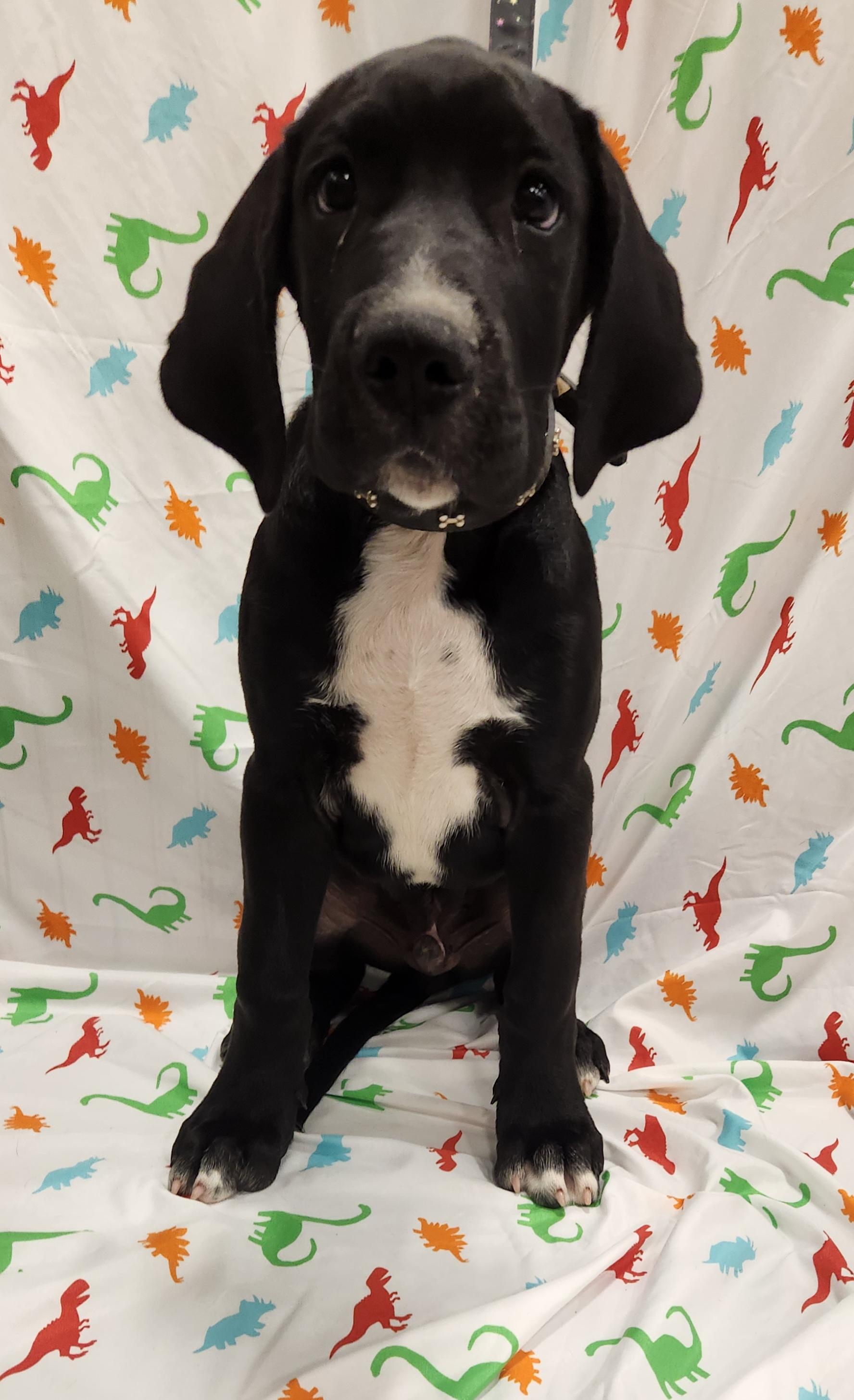 Enlarge Houndour , an adopted mixed breed in Baton Rouge, LA image 4/4