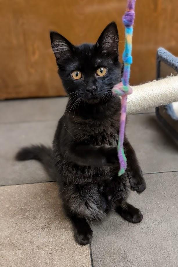 Serena, a Adopted mixed breed in Santa Rosa, CA image 1/5