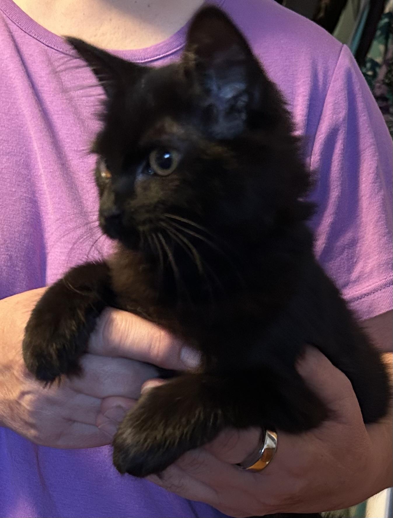 Serena, a Adopted mixed breed in Santa Rosa, CA image 4/5