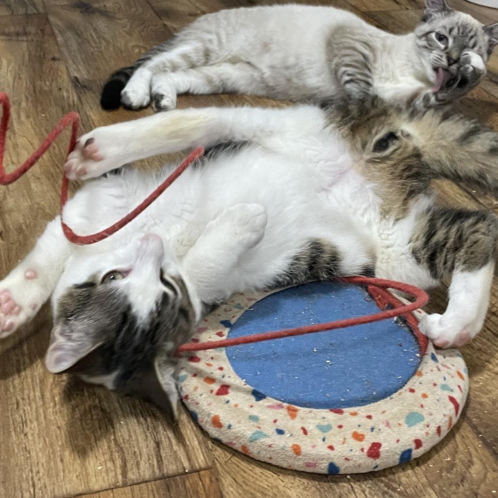 Sticky Note, Adoptable, Young Male Domestic Short Hair.