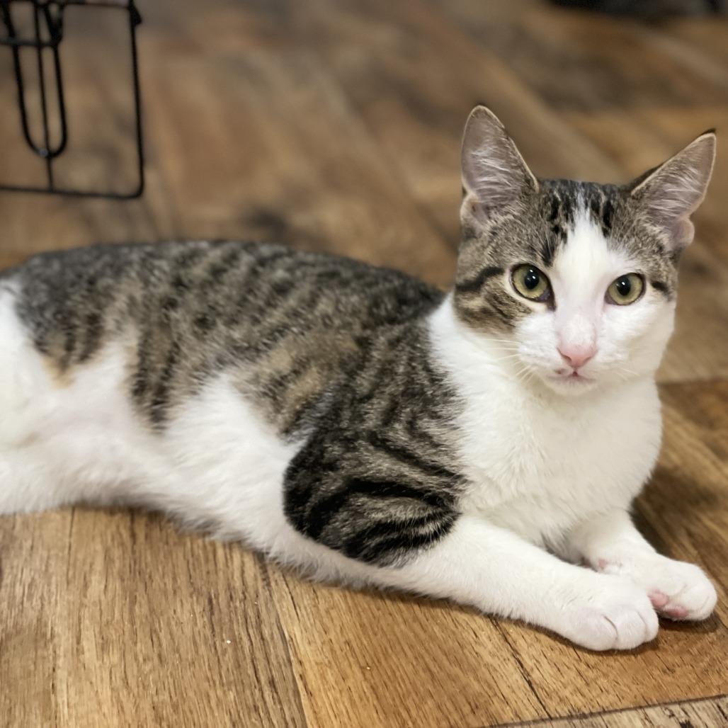 Sticky Note, a Adoptable Domestic Short Hair in Lucedale, MS image 3/6