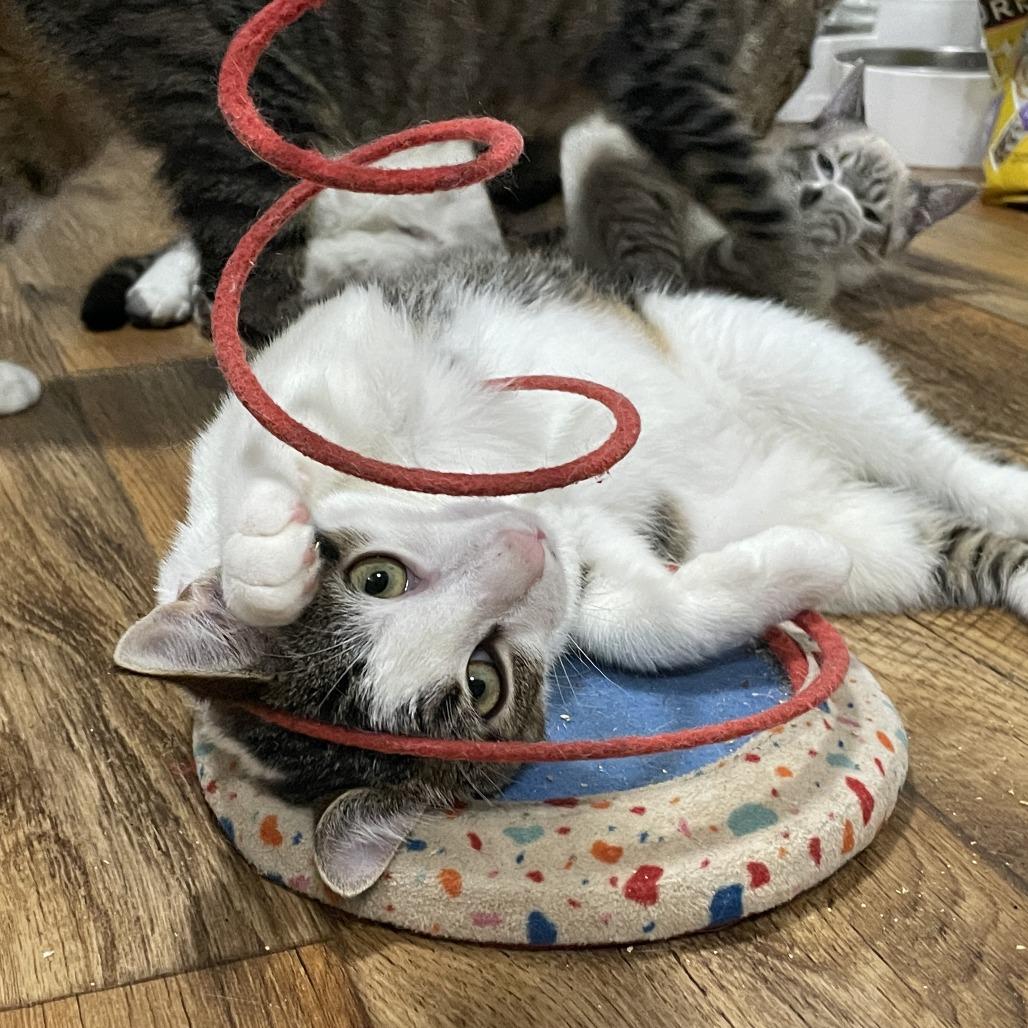 Sticky Note, a Adoptable Domestic Short Hair in Lucedale, MS image 4/6