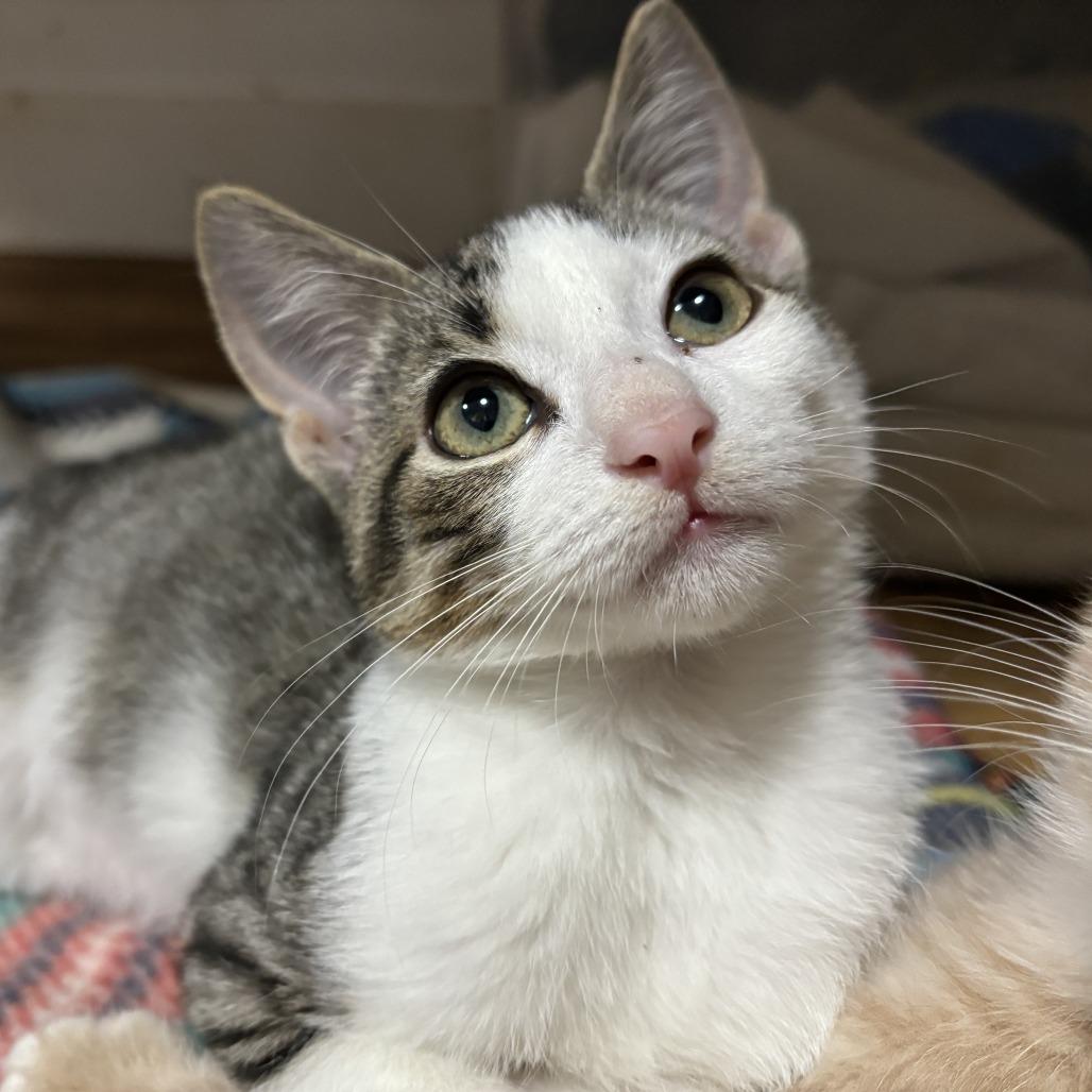 Sticky Note, a Adoptable Domestic Short Hair in Lucedale, MS image 5/6