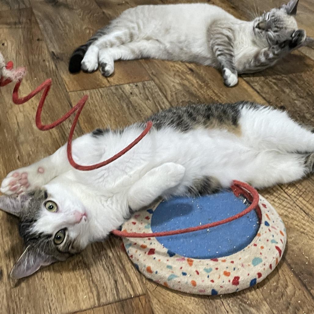 Sticky Note, a Adoptable Domestic Short Hair in Lucedale, MS image 6/6