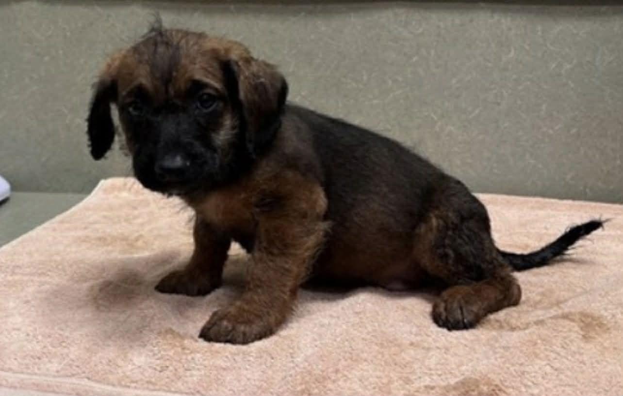 Enlarge Meatball, a Adoptable mixed breed in Seattle, WA image 1/2