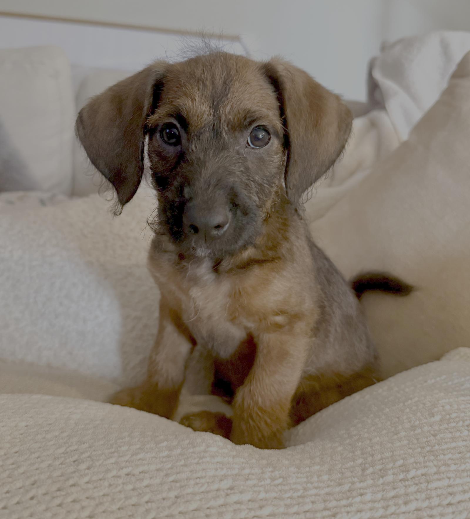 Enlarge Meatball, a Adoptable mixed breed in Seattle, WA image 2/2