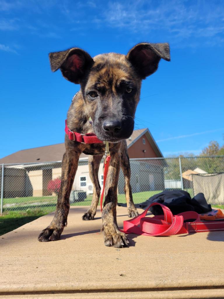 Enlarge Marble, a Adoptable Mixed Breed in Hamilton, OH image 1/1