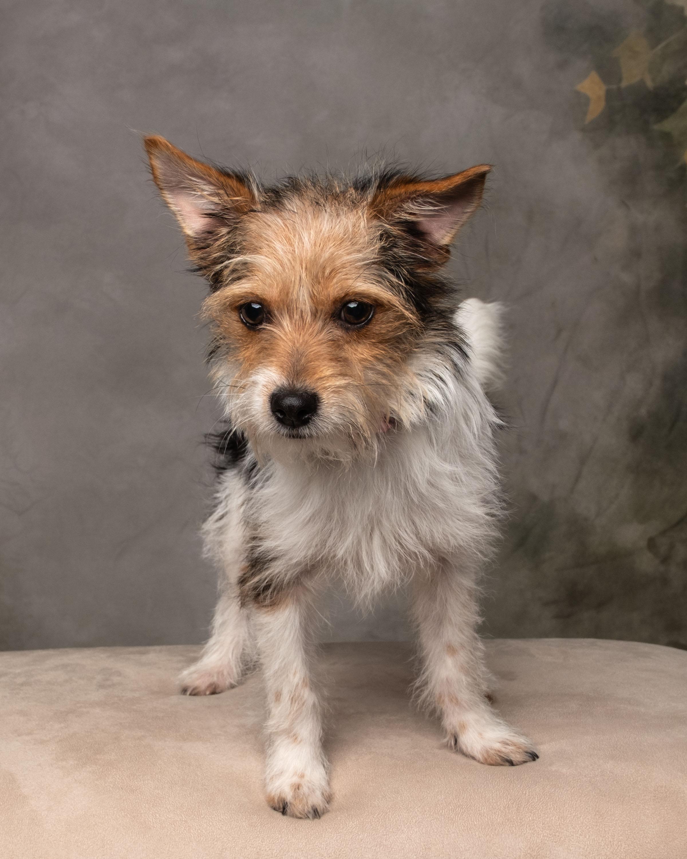 Enlarge Noelle, an adopted mixed breed in Aiken, SC image 2/5