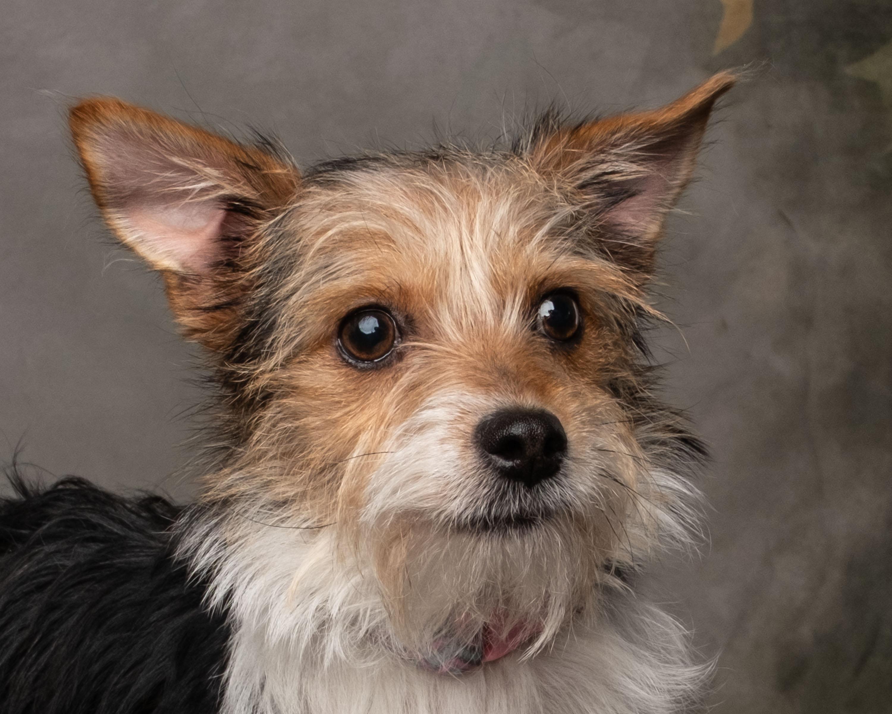 Enlarge Noelle, an adopted mixed breed in Aiken, SC image 1/5