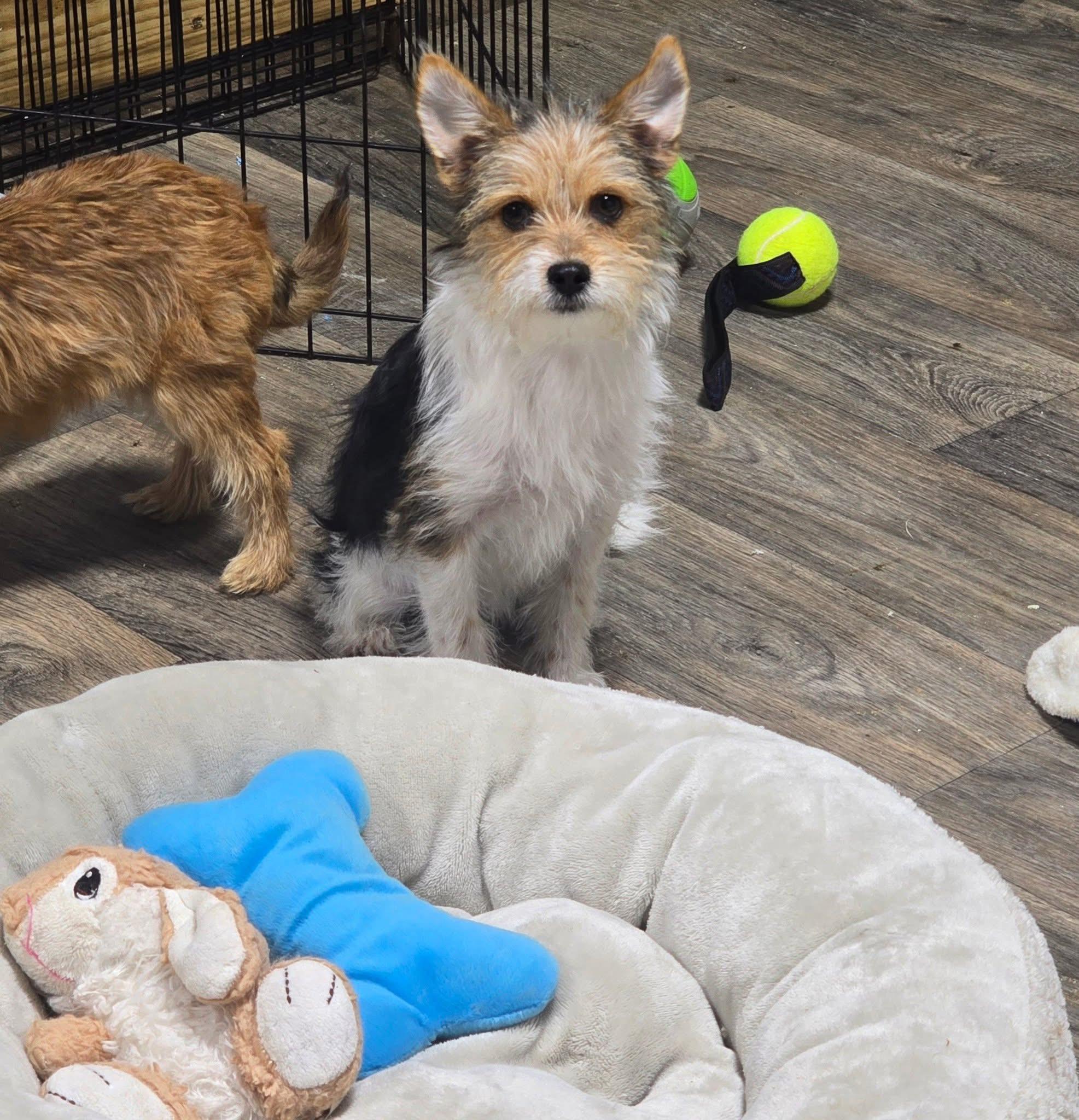 Noelle, adoptable, Puppy Female Yorkshire Terrier.