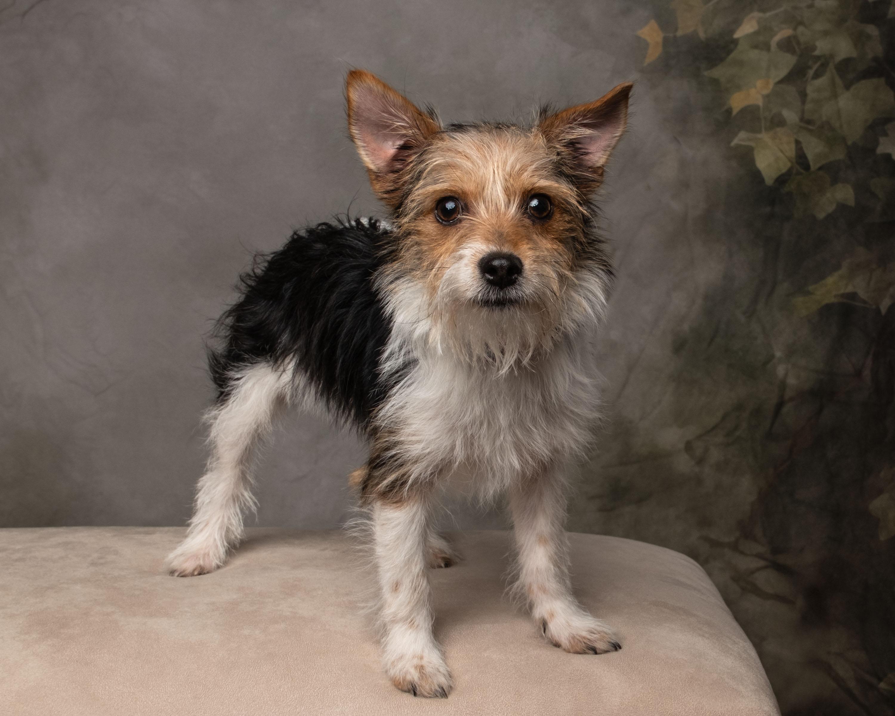 Enlarge Noelle, an adopted mixed breed in Aiken, SC image 3/5