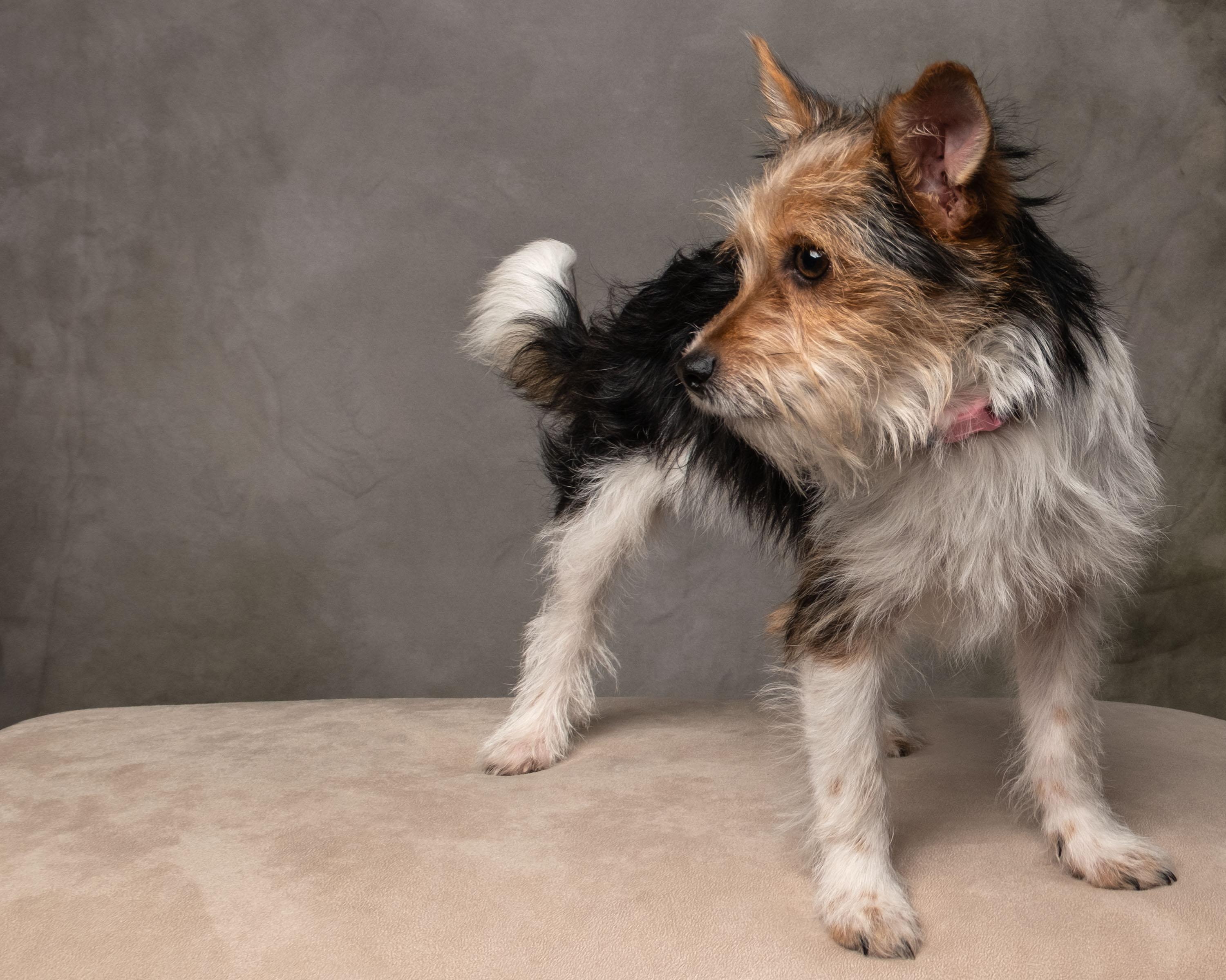 Enlarge Noelle, an adopted mixed breed in Aiken, SC image 4/5