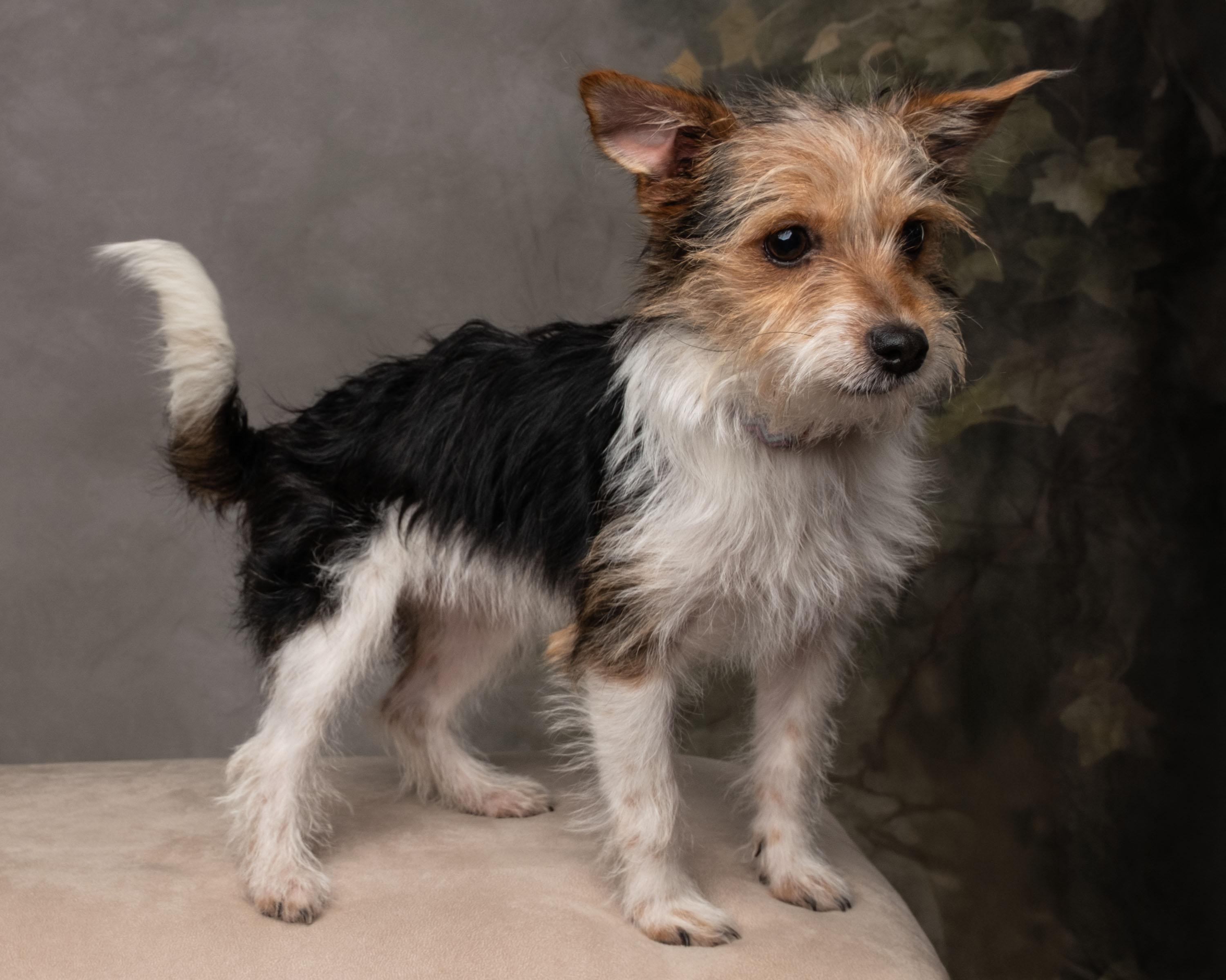 Enlarge Noelle, an adopted mixed breed in Aiken, SC image 5/5