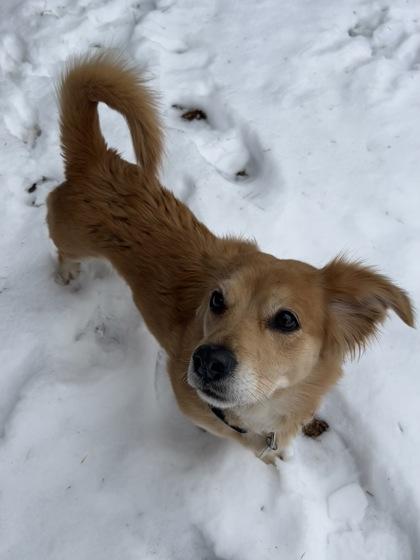 Enlarge Harper, a Adoptable mixed breed in New Freedom, PA image 1/6