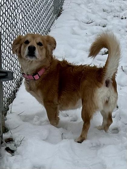 Enlarge Harper, a Adoptable mixed breed in New Freedom, PA image 2/6