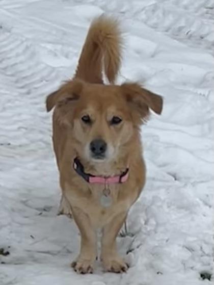 Enlarge Harper, a Adoptable mixed breed in New Freedom, PA image 5/6