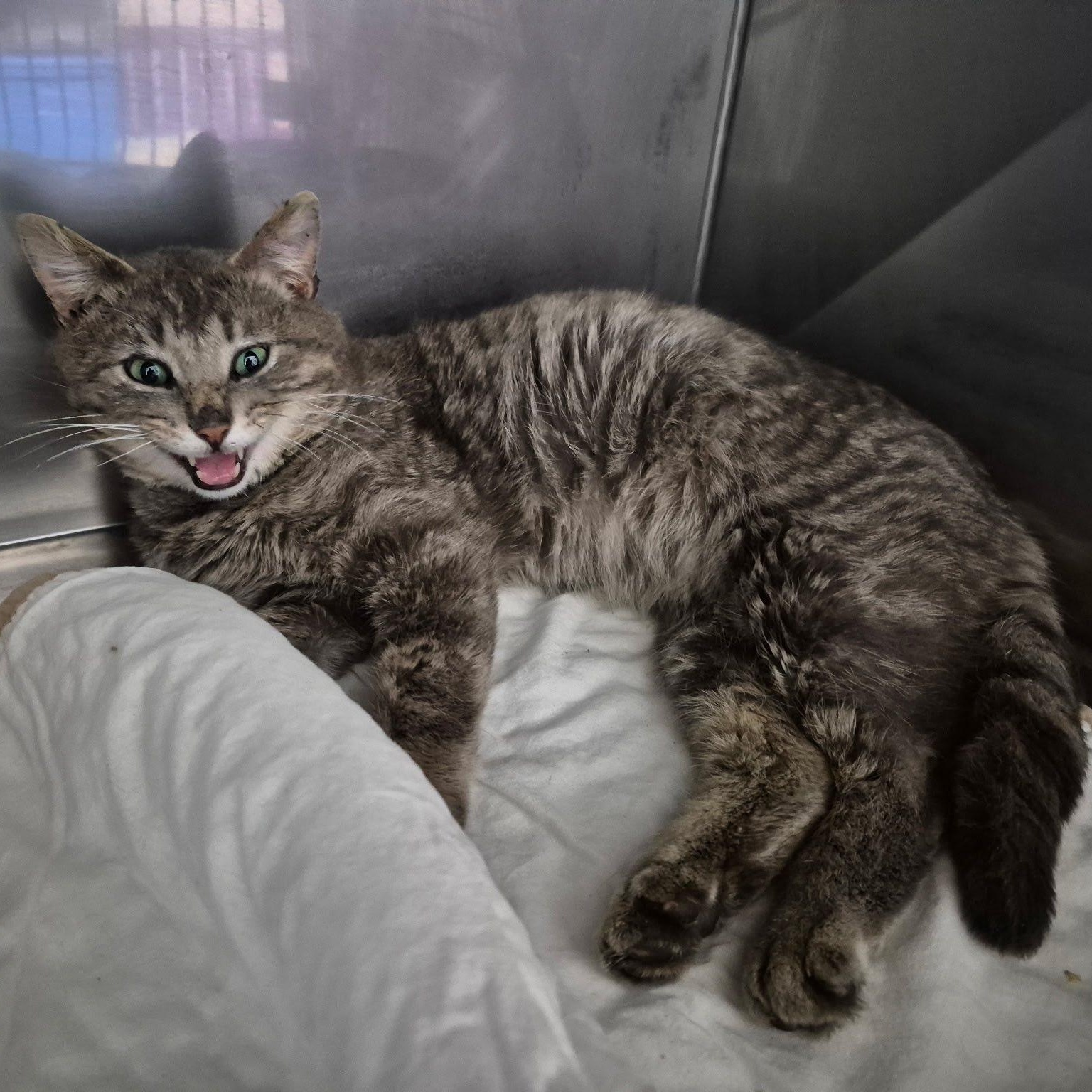 Enlarge Zamboni, an adopted Domestic Short Hair in Grand Rapids, MI image 2/2